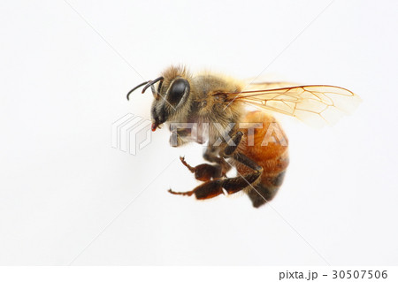 セイヨウミツバチの働き蜂 30507506