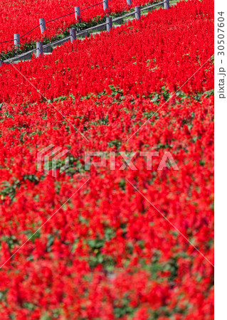 サルビア 30507604