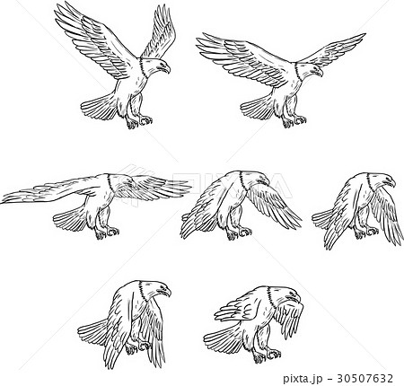 Bald Eagle Flying Drawing Collection Set 30507632