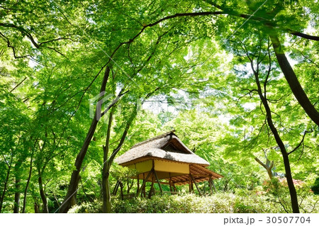 新緑の六義園 新緑の六義園 30507704