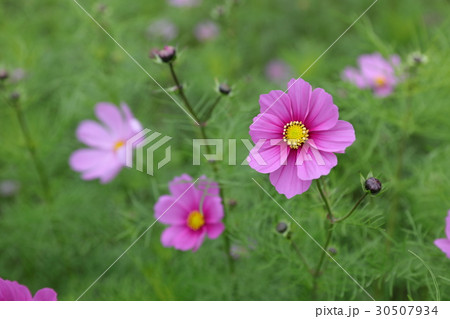 コスモス コスモス 30507934