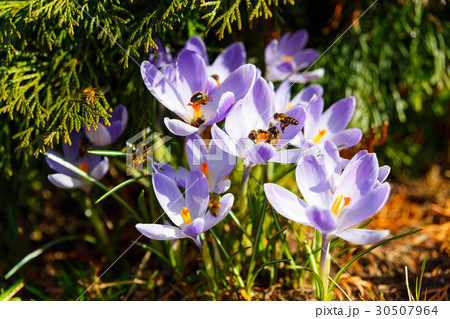 Honey bees collecting pollen Honey bees collecting pollen 30507964