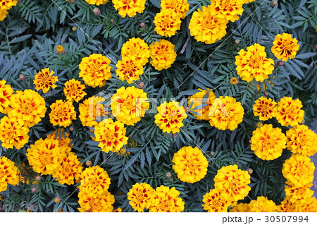 マリーゴールド 30507994