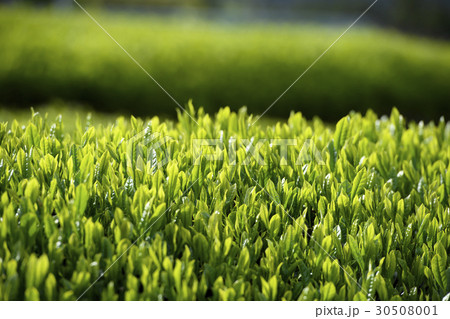 日本茶の新芽 日本茶の新芽 30508001