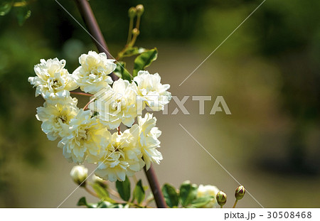 木香薔薇　黄モッコウバラ 30508468