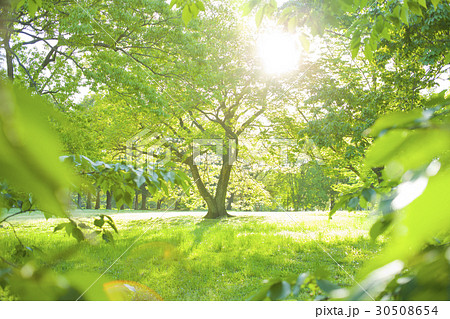 公園 木漏れ日の写真素材 [30508654] - PIXTA