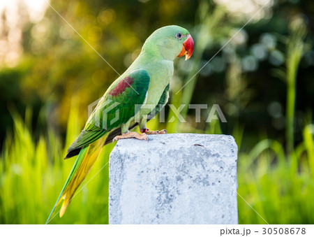 Parrot, lovely bird, animal and pet at naturalpark Parrot, lovely bird, animal and pet at naturalpark 30508678