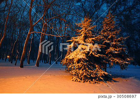 Spruce covered with snow on the alley in the park 30508697