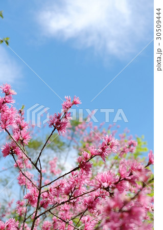 花 花 30509444