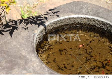 おたまじゃくし おたまじゃくし 30509445