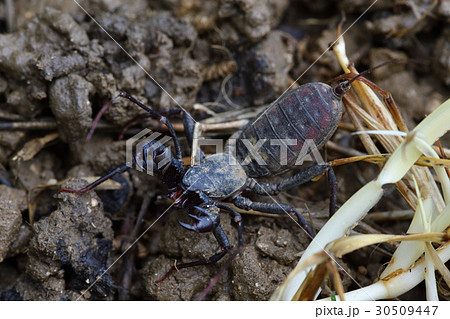 タイワンサソリモドキ 30509447