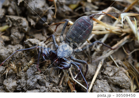 タイワンサソリモドキ タイワンサソリモドキ 30509450