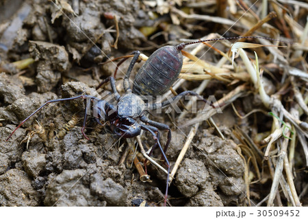 タイワンサソリモドキ タイワンサソリモドキ 30509452
