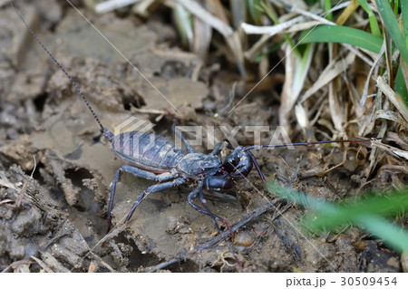 タイワンサソリモドキ タイワンサソリモドキ 30509454