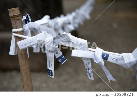 おみくじ 30509821