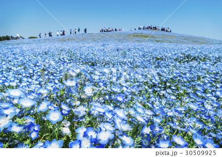 ネモフィラ みはらしの丘 ネモフィラ みはらしの丘 30509925