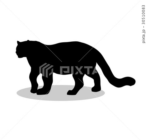 Leopard wildcat black silhouette animal. Leopard wildcat black silhouette animal. 30510083
