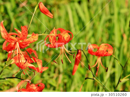 鮮やかな百合の花 30510260