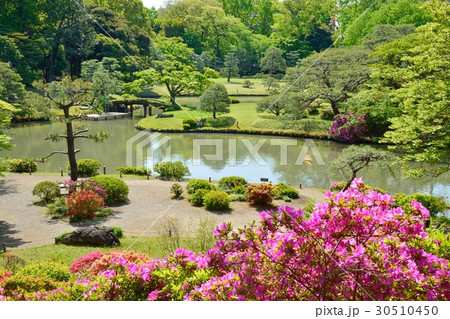 新緑の六義園 新緑の六義園 30510450