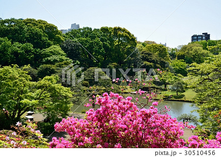 新緑の六義園 30510456