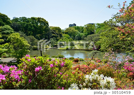 新緑の六義園 新緑の六義園 30510459