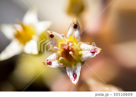 多肉植物の花 珍しい花 妖しい花の写真素材