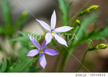 イソトマ 紫の花 可愛い花 マクロ撮影の写真素材