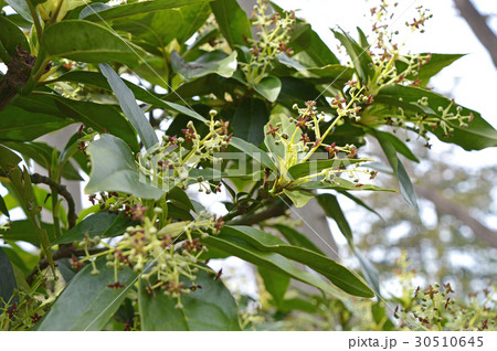 アオキの雄花 30510645