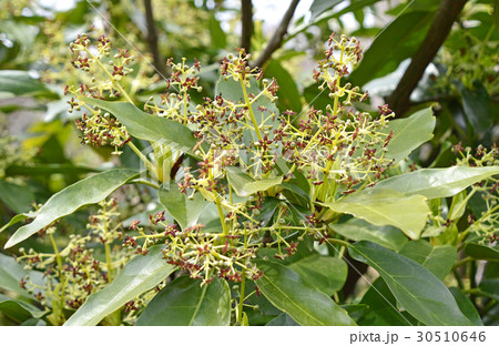 アオキの雄花 アオキの雄花 30510646
