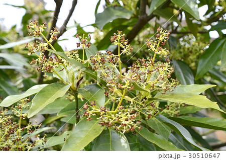 アオキの雄花 アオキの雄花 30510647