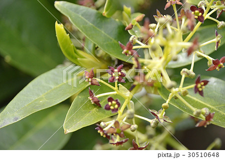 アオキの雄花 30510648