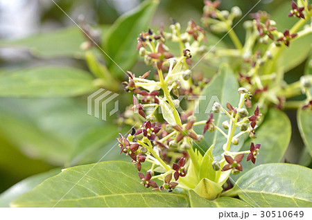 アオキの雄花 アオキの雄花 30510649
