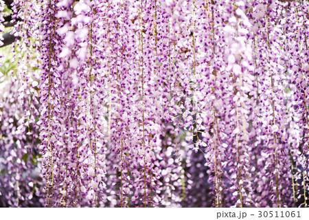 藤の花 藤の花 30511061