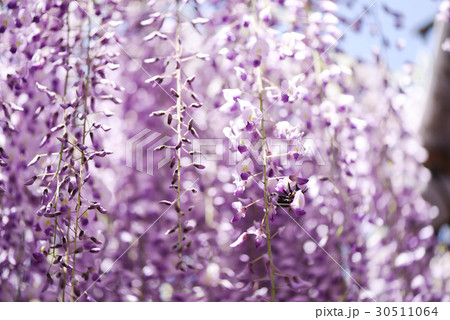 藤の花とクマンバチ 30511064