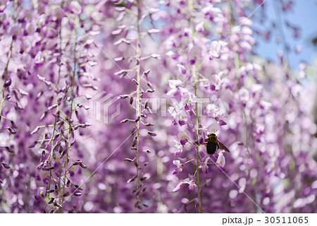 藤の花とクマンバチの写真素材