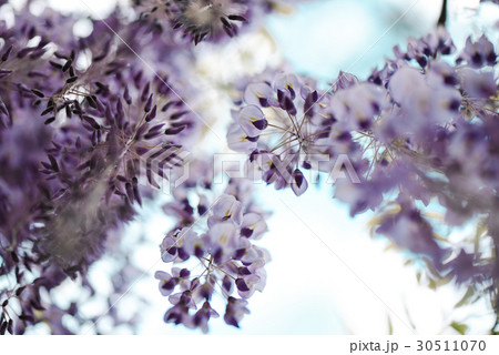 藤の花 藤の花 30511070