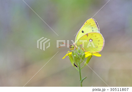 Cloudless Sulphur butterfly - Phoebis sennae 30511807