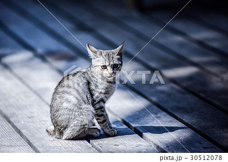 猫 ねこ ネコ 30512078