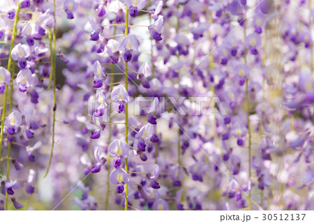 藤の花 30512137