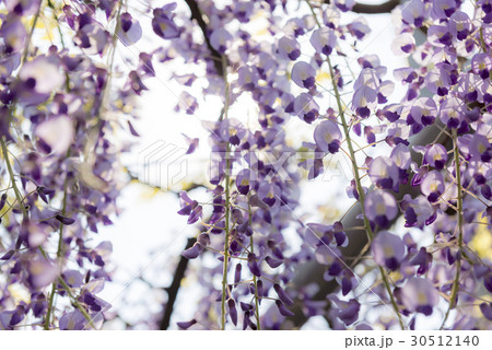藤の花 30512140