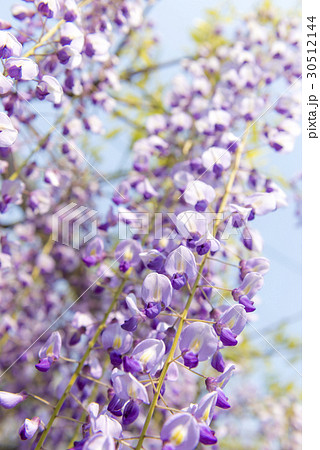 藤の花 30512144