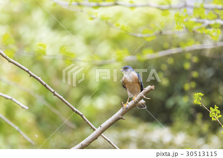 ツミ雄(雀鷹) ツミ雄(雀鷹) 30513115