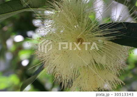 京都府立植物園の「フトモモ」 30513343