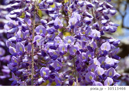 藤の花 30513466