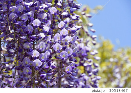 藤の花 30513467
