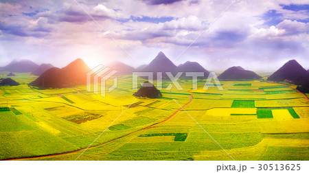 Canola field, rapeseed flower field. 30513625