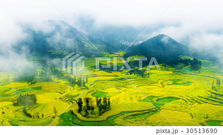 Canola field, rapeseed flower field . Canola field, rapeseed flower field . 30513690