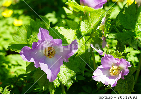 山野草、シラネアオイの花 30513693