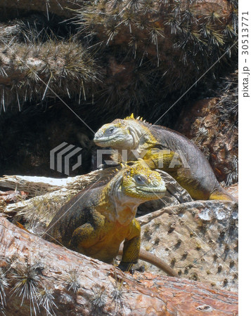 ガラパゴスリクイグアナ 30513771