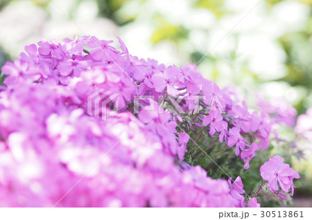 芝桜 30513861